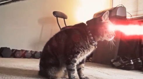gato-com-laser